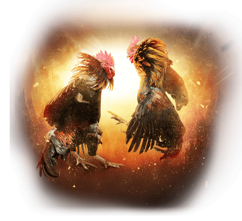 ani-cock